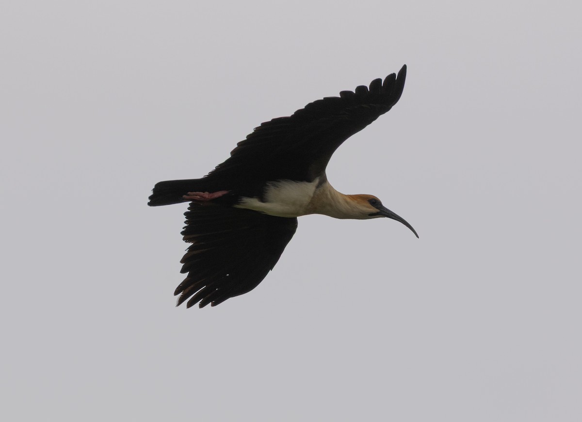 Andean Ibis - ML647565676