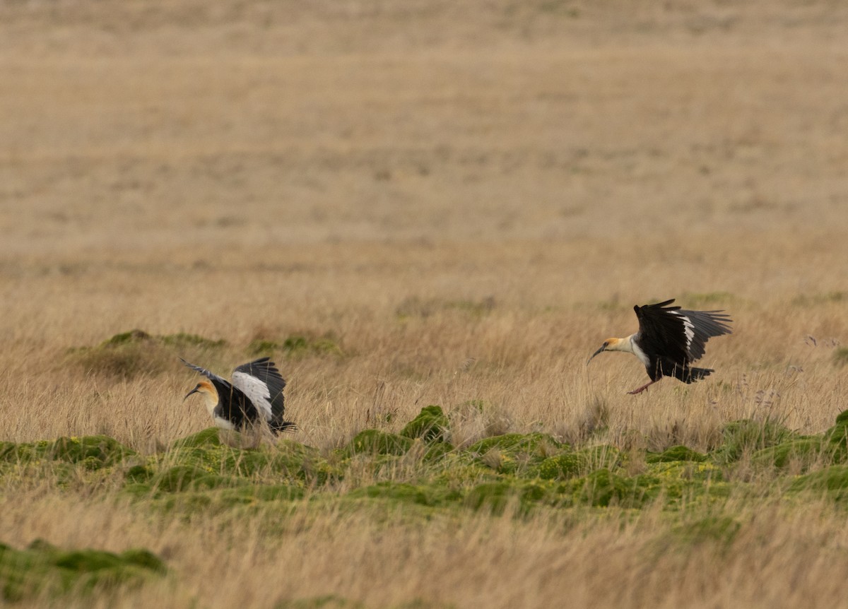Andean Ibis - ML647565678