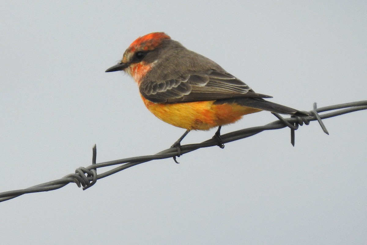 Vermilion Flycatcher - ML647565679