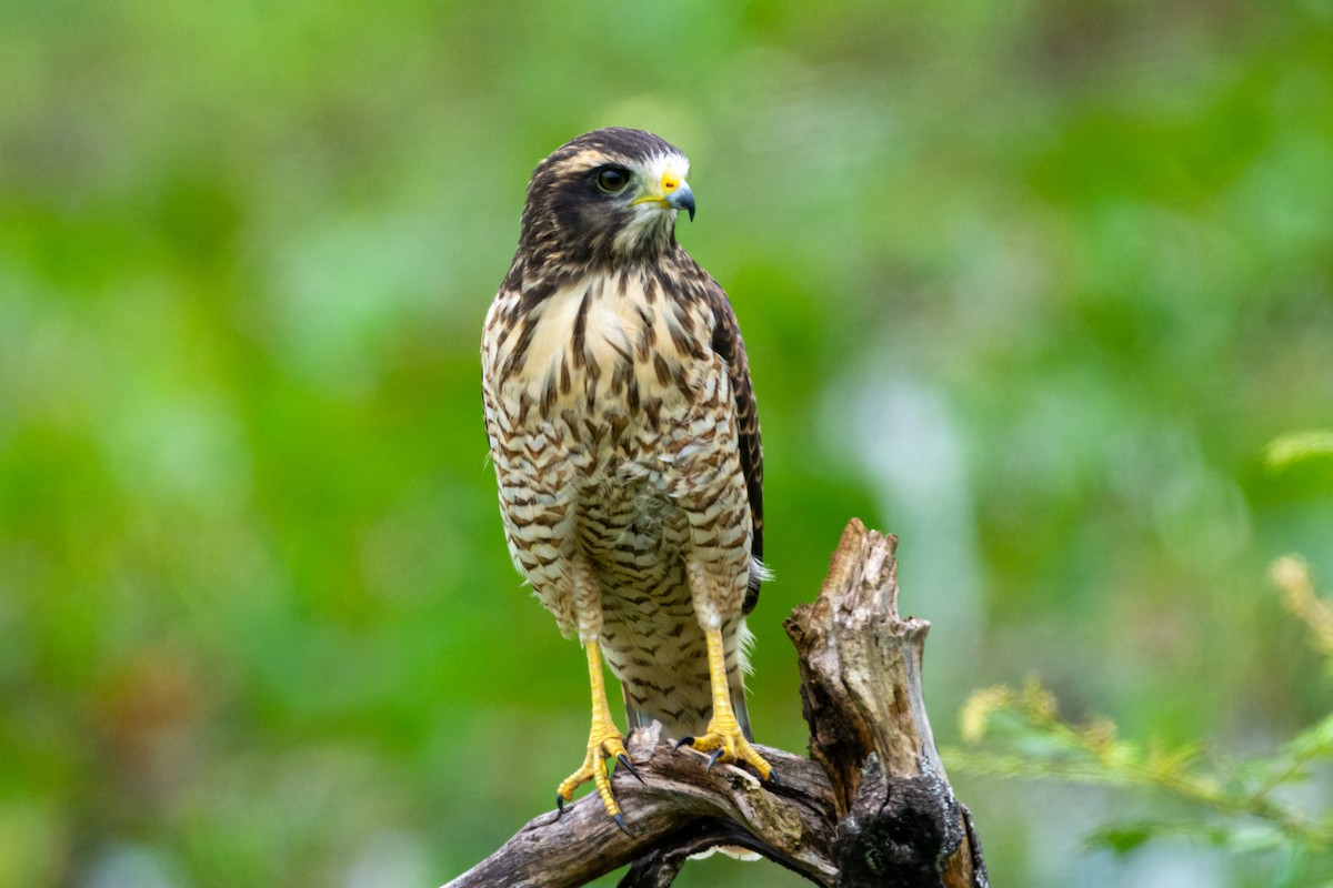 Roadside Hawk - ML647565689