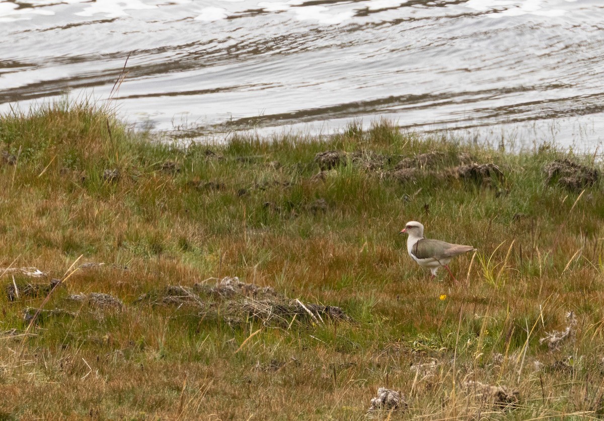 Andean Lapwing - ML647565696