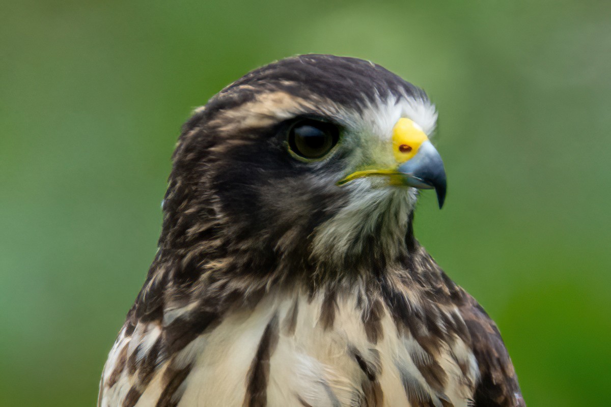 Roadside Hawk - ML647565699