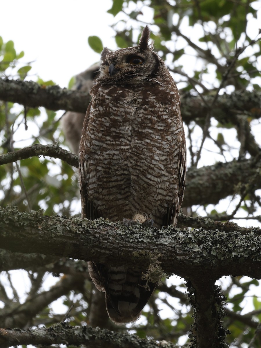 Spotted Eagle-Owl - ML647565719