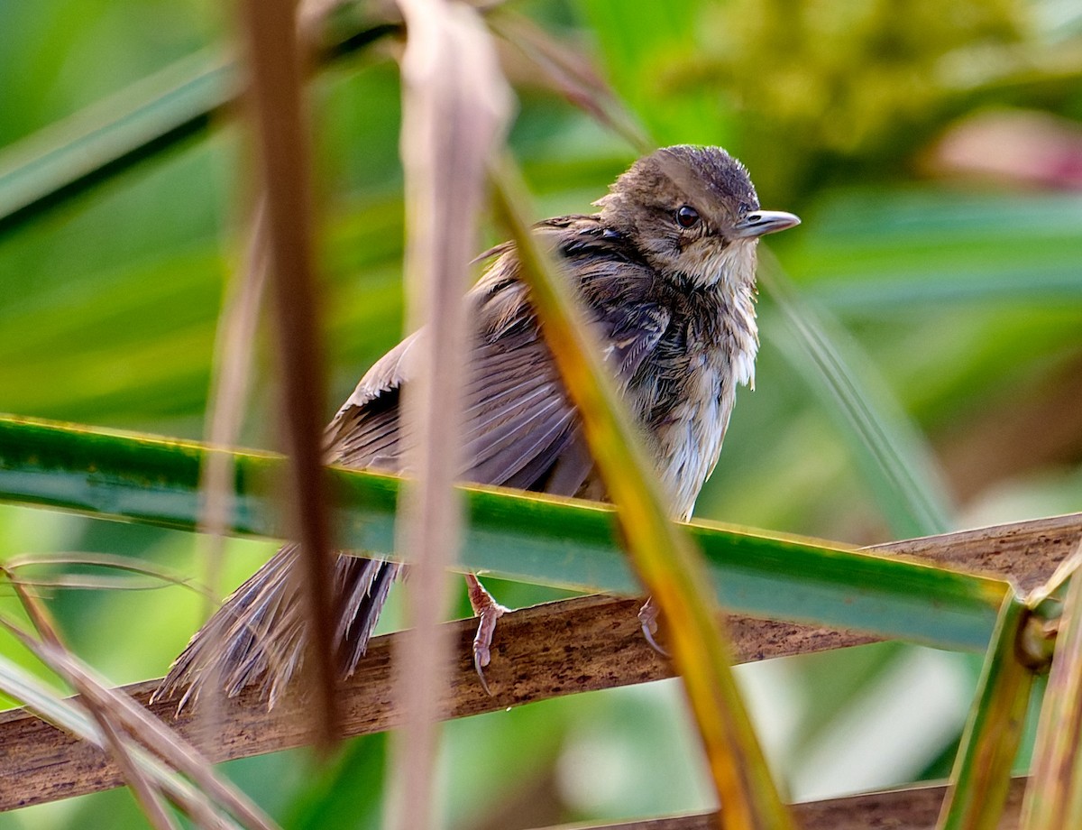 Highland Rush Warbler - ML647565721