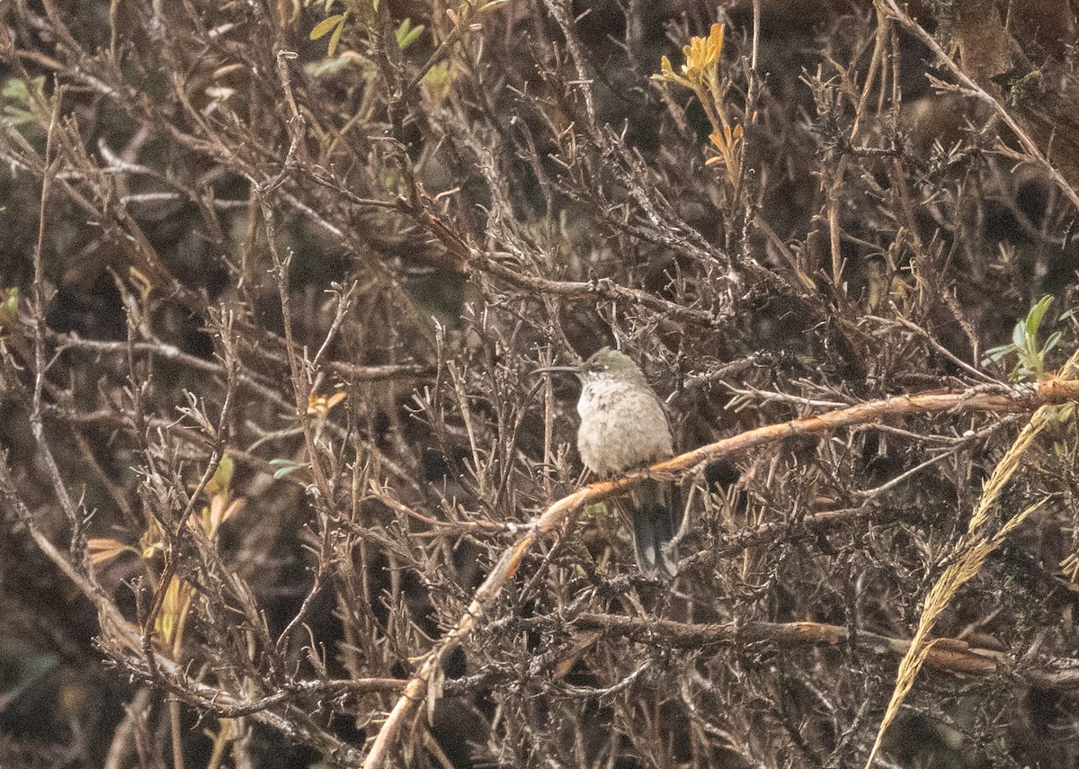 Ecuadorian Hillstar - ML647565722