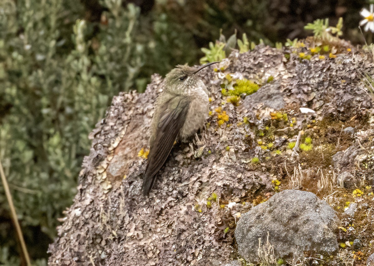 Ecuadorian Hillstar - ML647565723