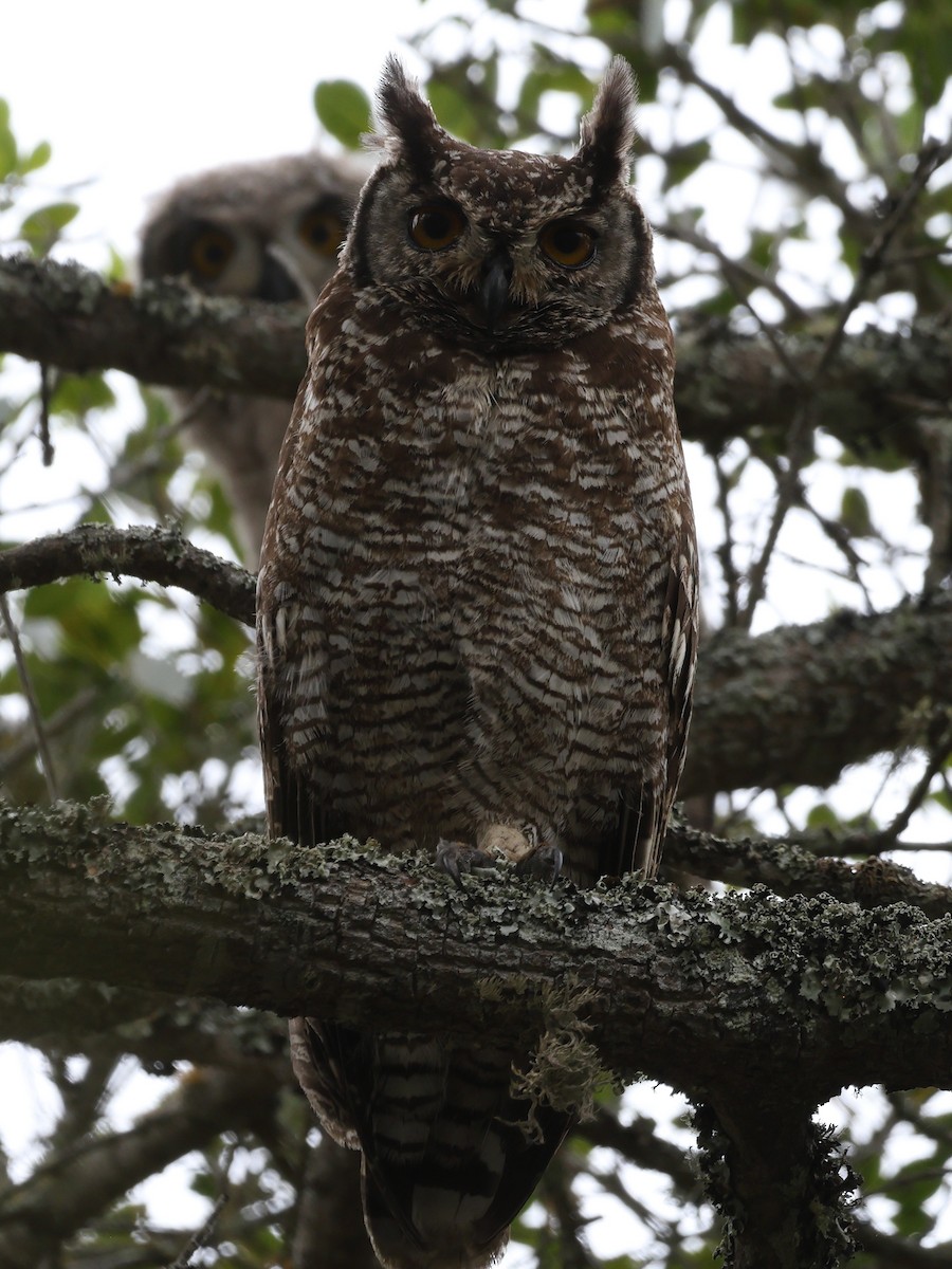 Spotted Eagle-Owl - ML647565739