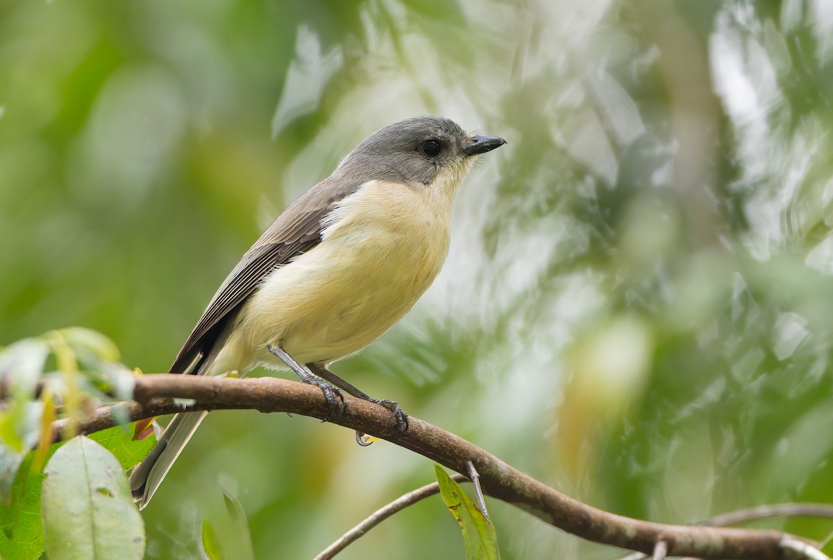 Drab Whistler (Buru) - ML647565745