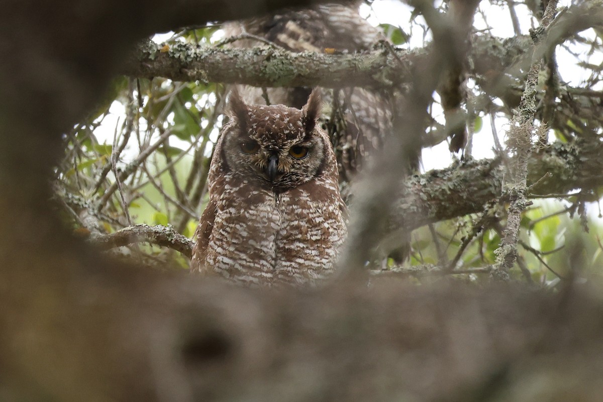 Spotted Eagle-Owl - ML647565746