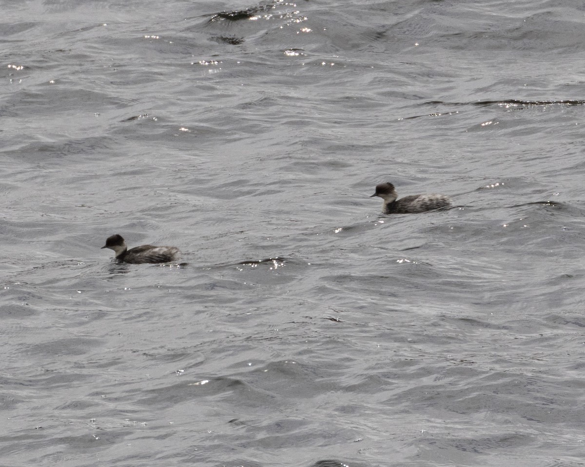 Silvery Grebe (Andean) - ML647565801