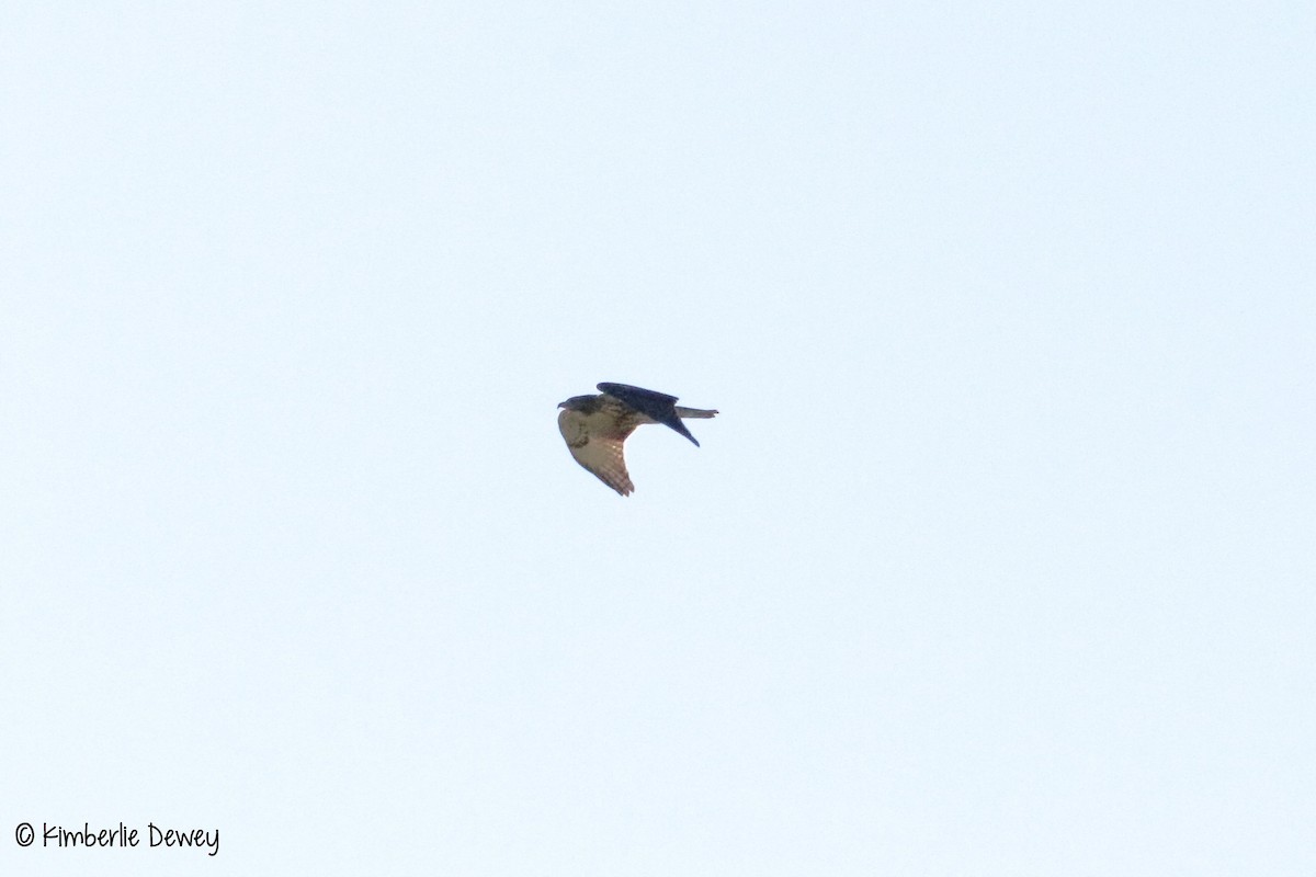 Red-tailed Hawk - ML64756581