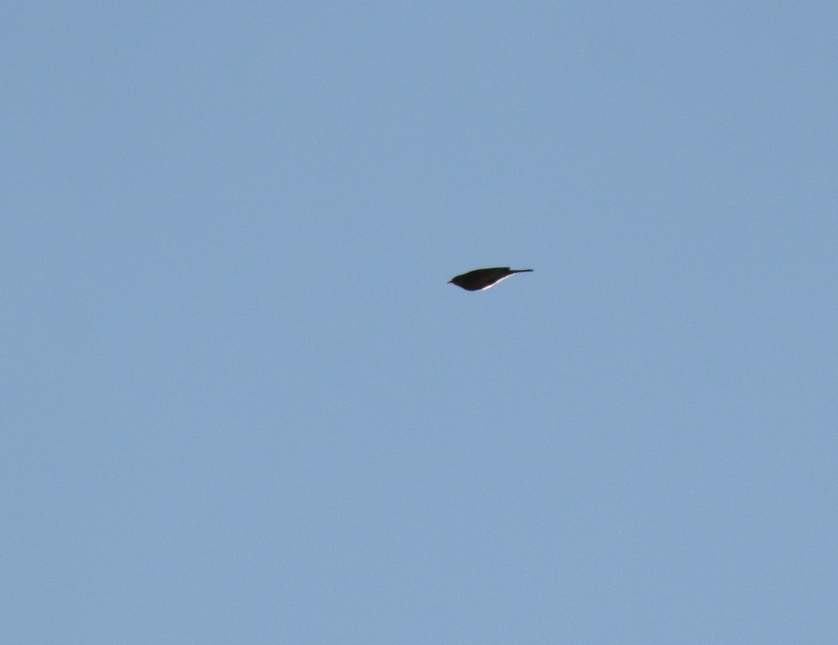 Sprague's Pipit - ML647565813