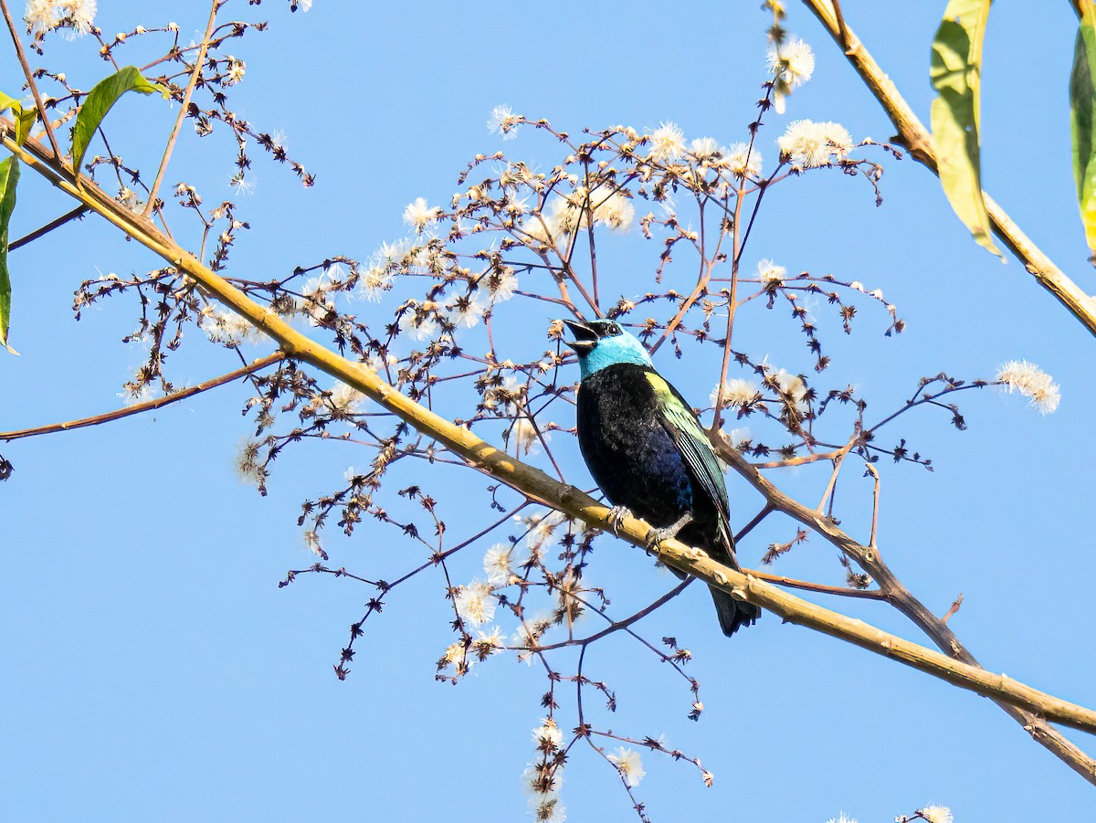 Blue-necked Tanager - ML647565839