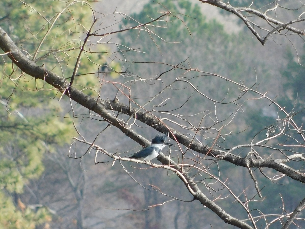 アメリカヤマセミ - ML647565855