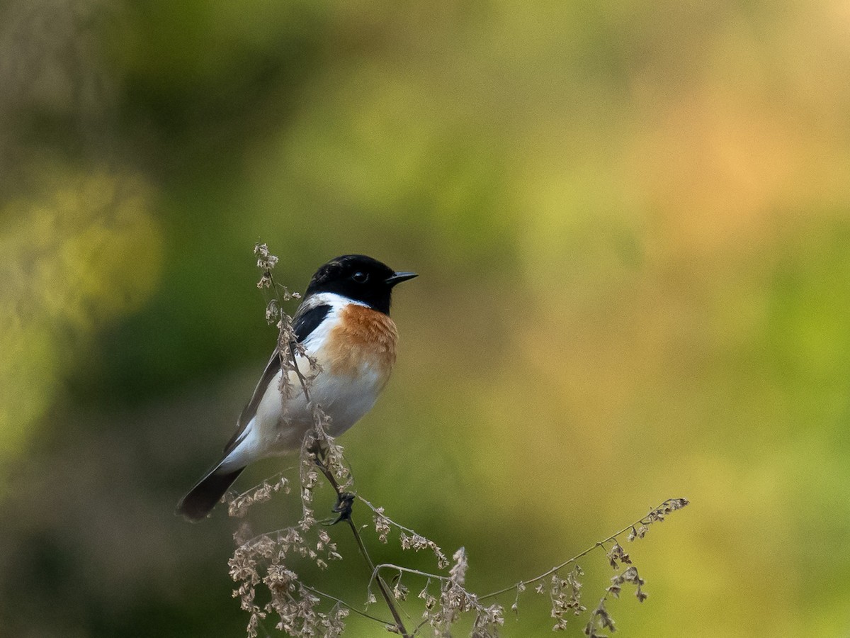 Siberian Stonechat - ML647565861