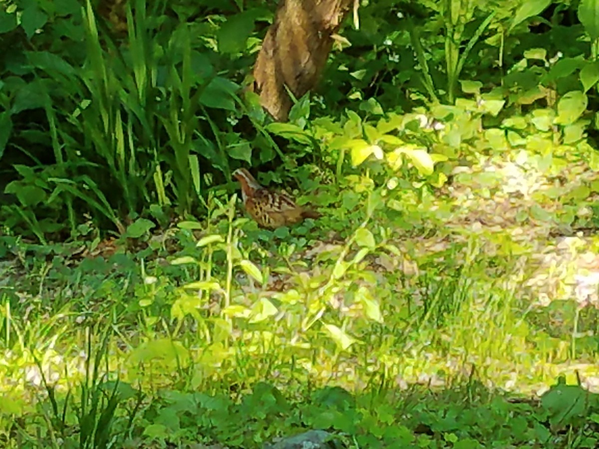 Chinese Bamboo-Partridge - ML647565882