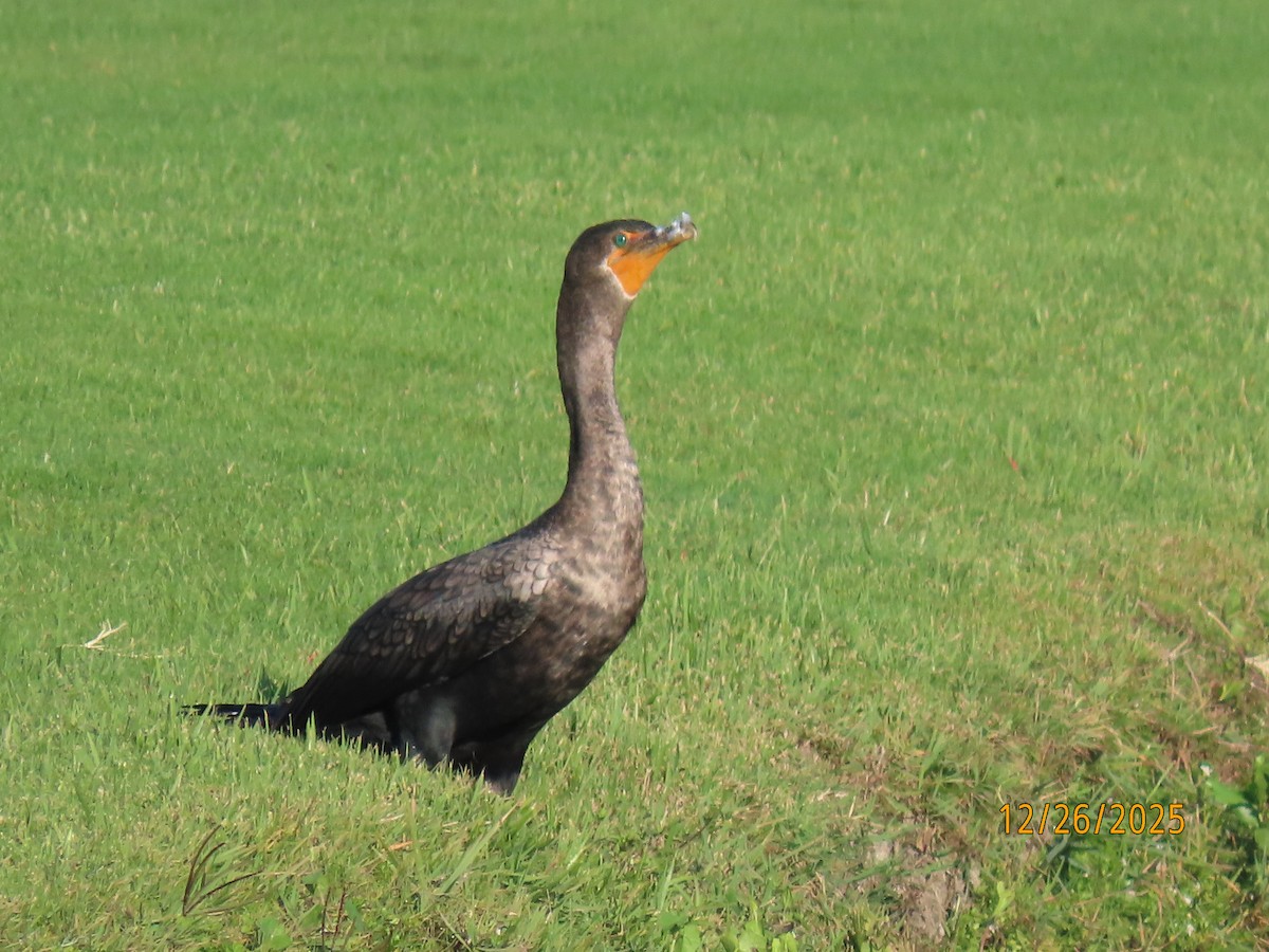 totoppskarv - ML647565885