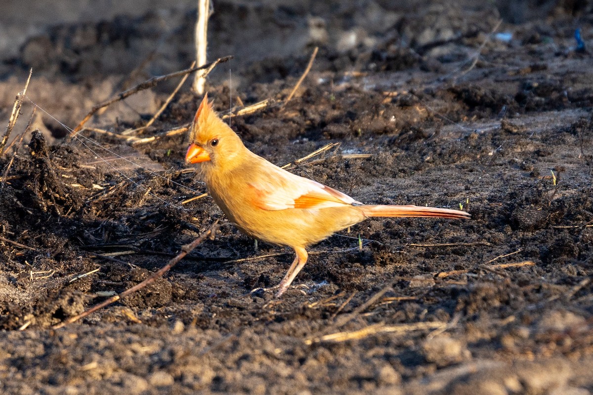 Cardinal rouge - ML647565923