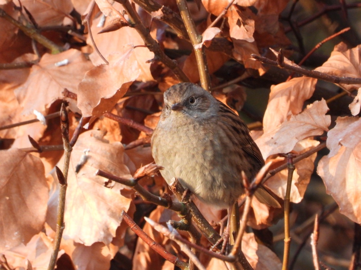 Accenteur mouchet - ML647565942