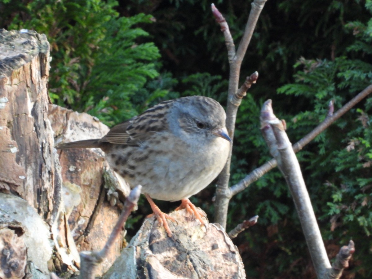 Accenteur mouchet - ML647565943