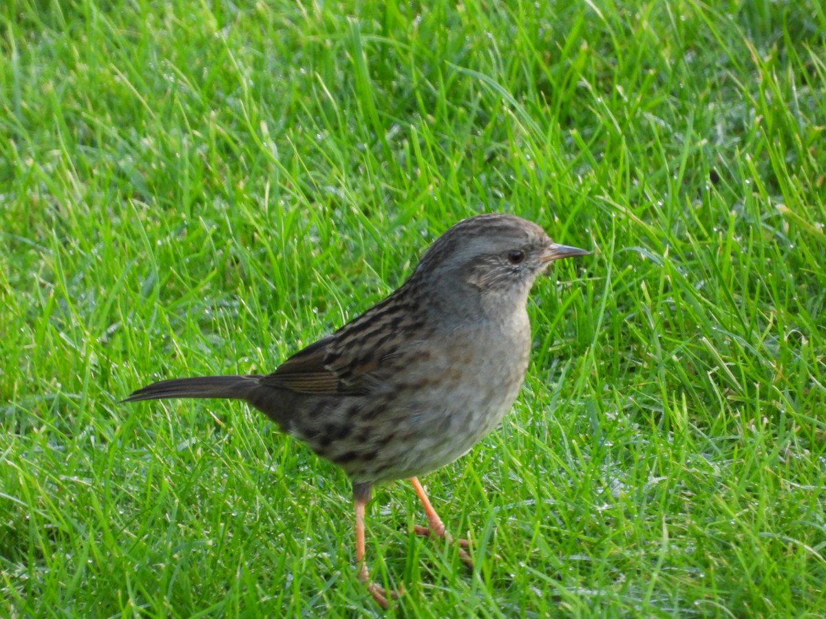 Accenteur mouchet - ML647565944