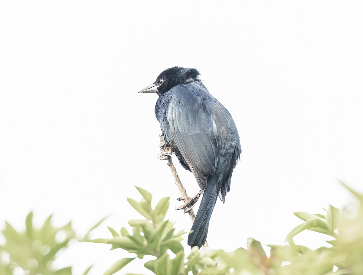 Scrub Blackbird - ML647565946