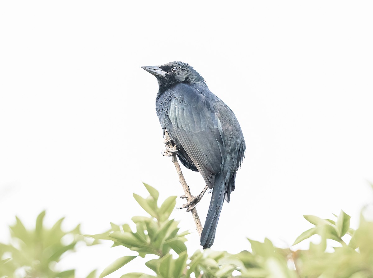 Scrub Blackbird - ML647565947