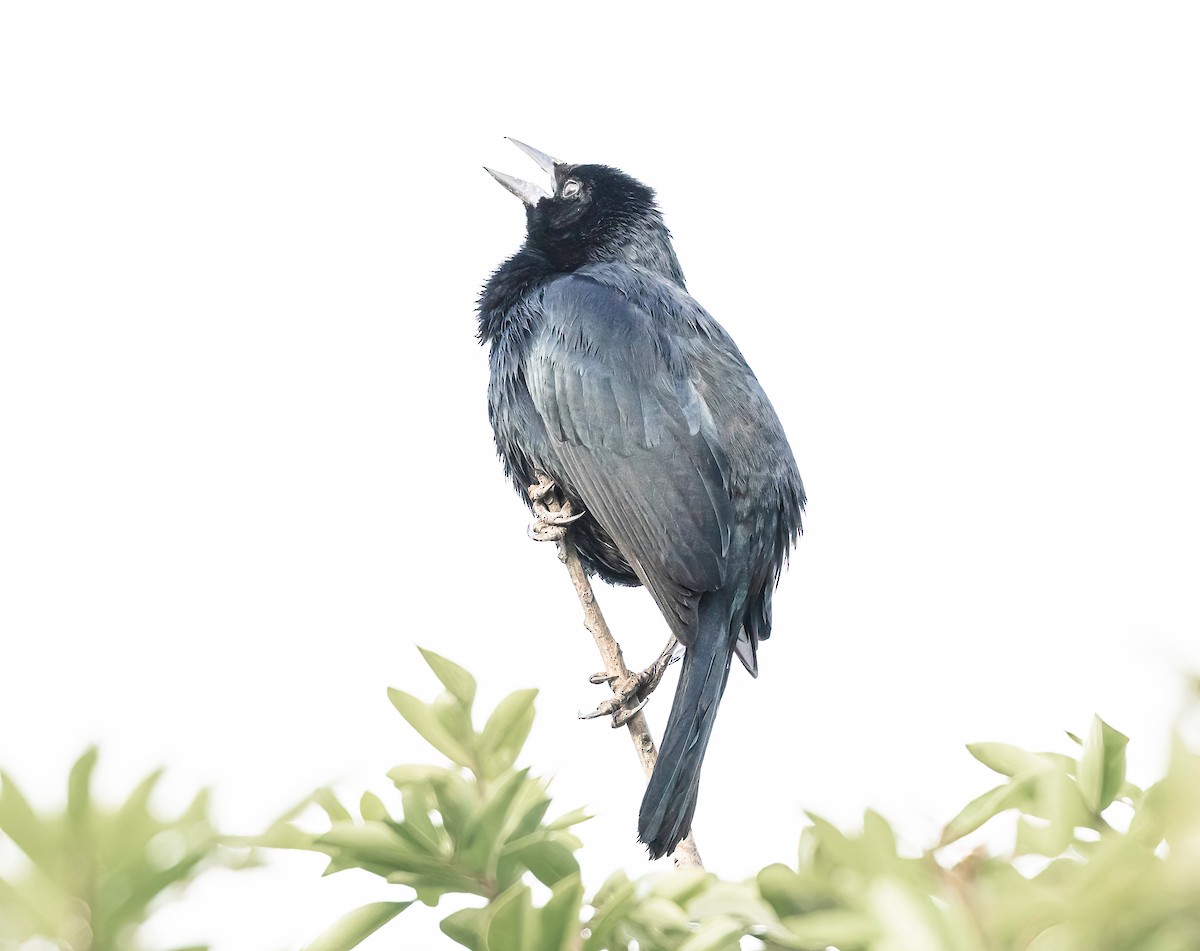 Scrub Blackbird - ML647565948