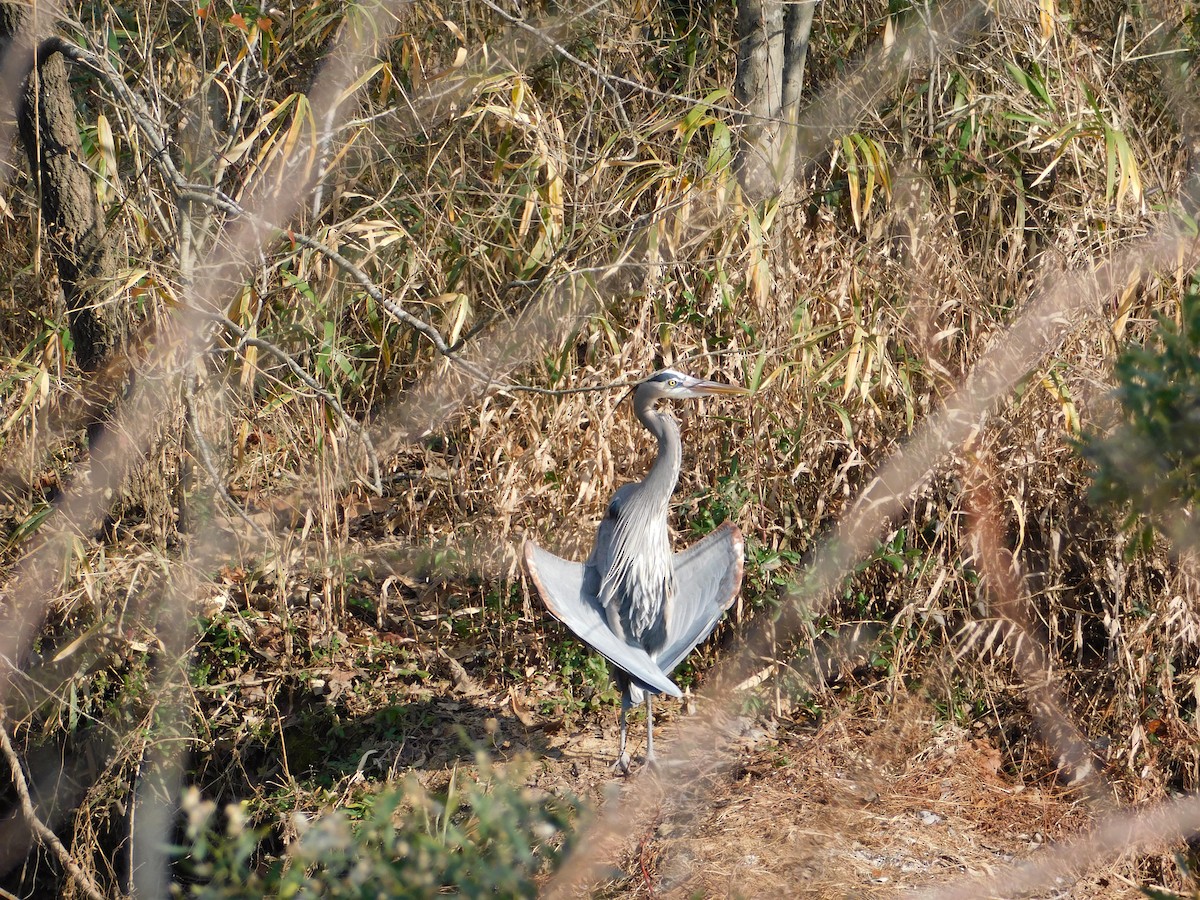 オオアオサギ - ML647565952