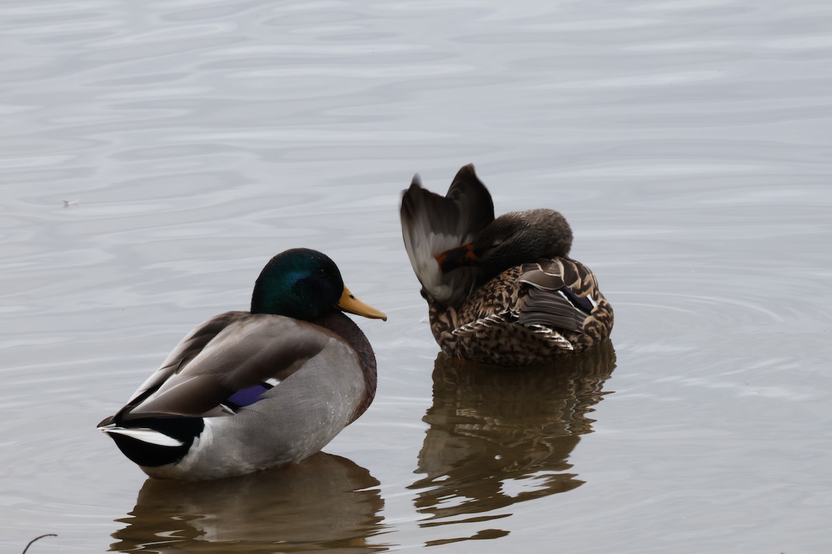 Кряква - ML647565953