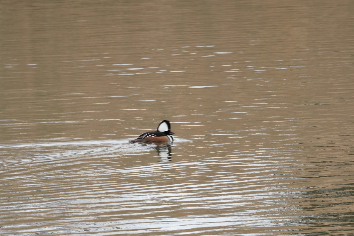 Капюшоновый крохаль - ML647565964