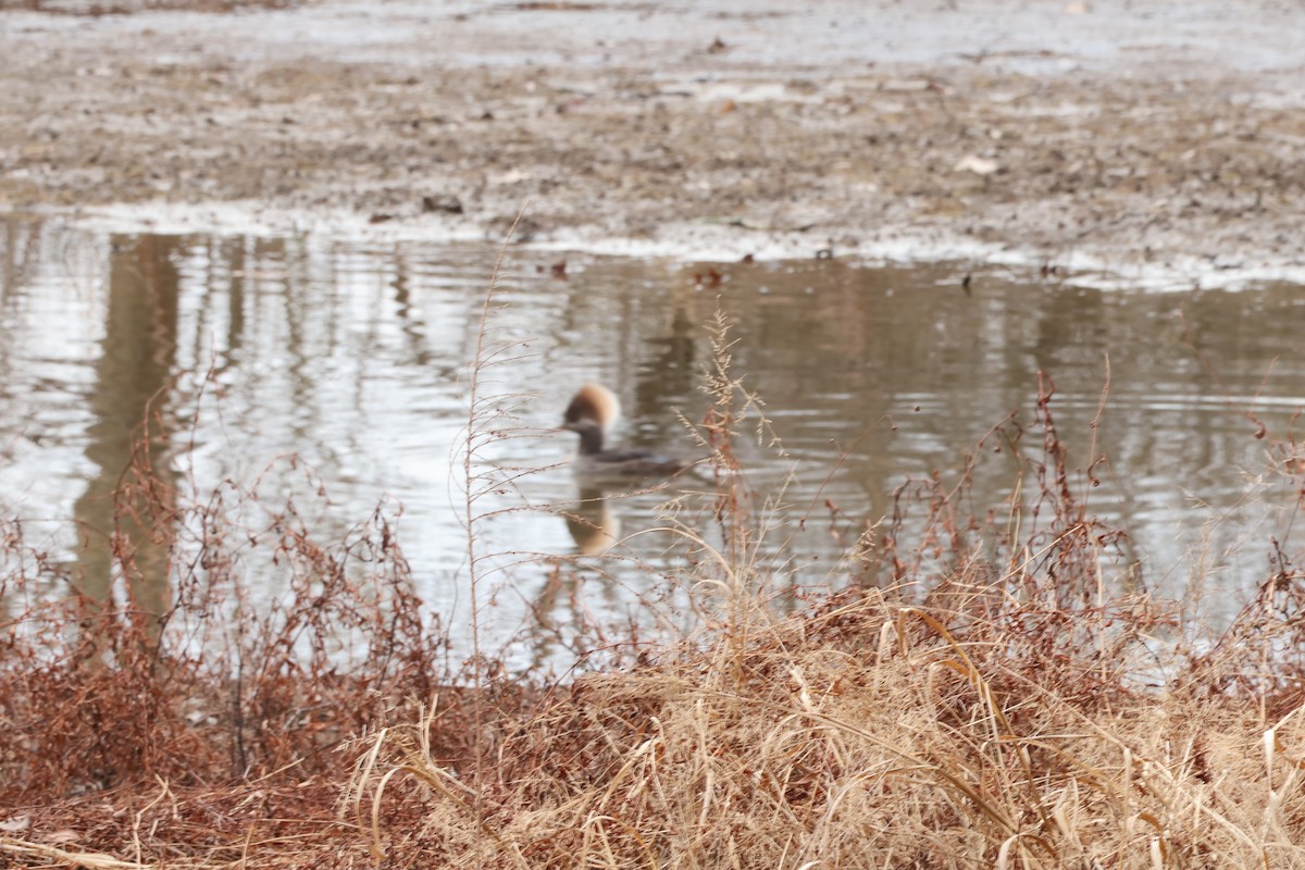 Капюшоновый крохаль - ML647565965