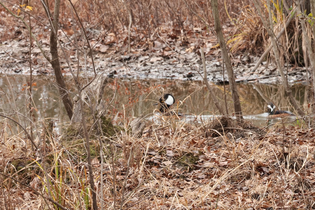 Капюшоновый крохаль - ML647565966