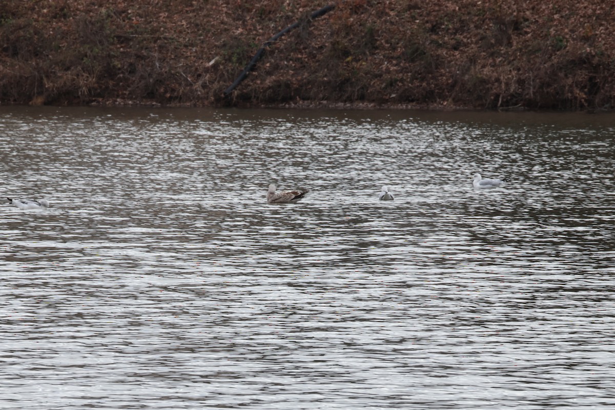 Американская чайка - ML647565980