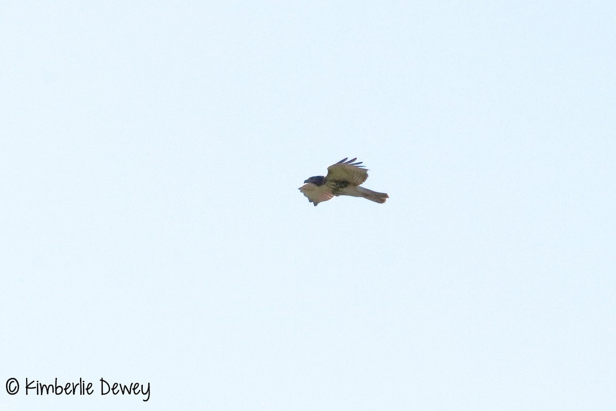 Red-tailed Hawk - ML64756601