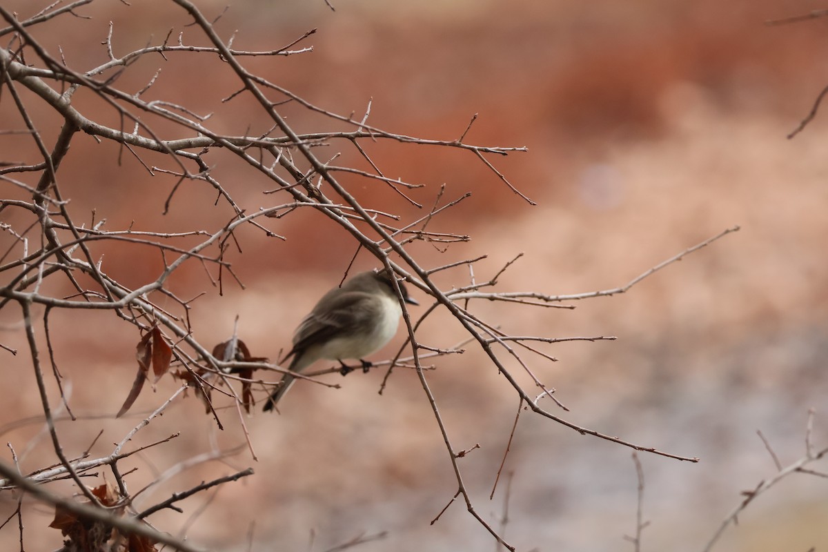 Светлобрюхий фиби - ML647566015