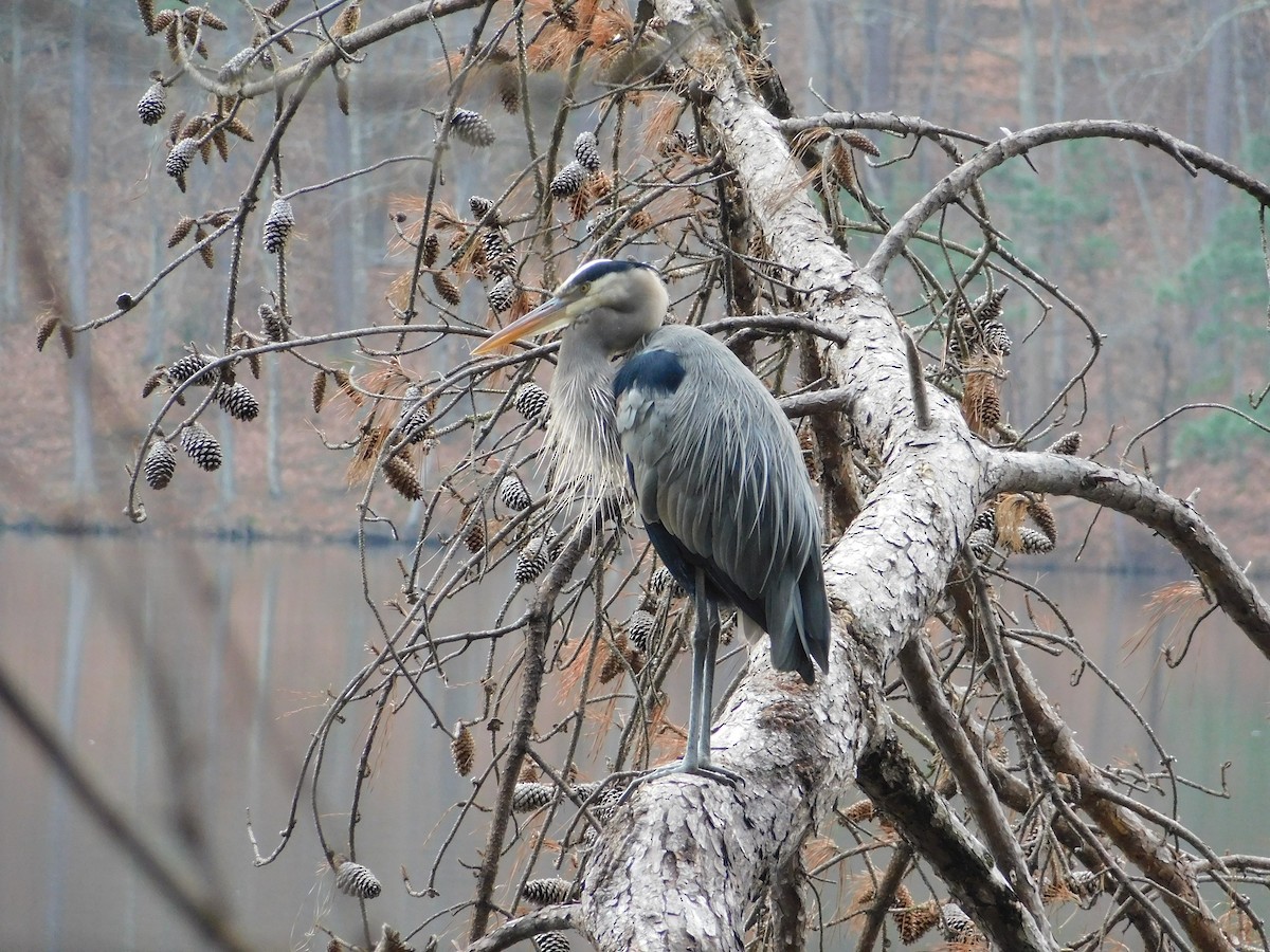 オオアオサギ - ML647566044