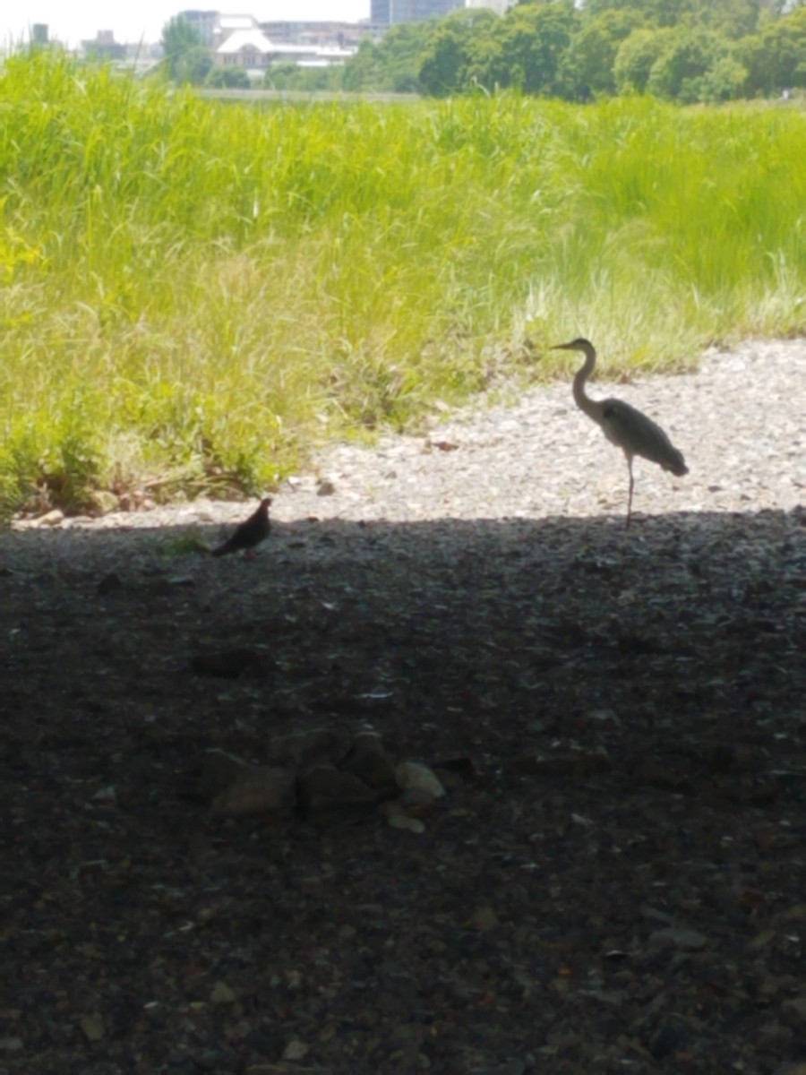 Gray Heron - ML647566071