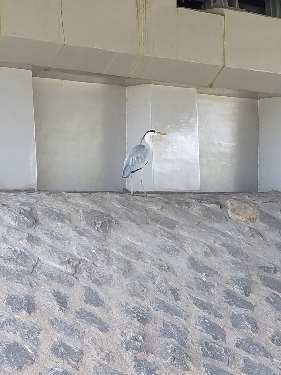 Gray Heron - ML647566077