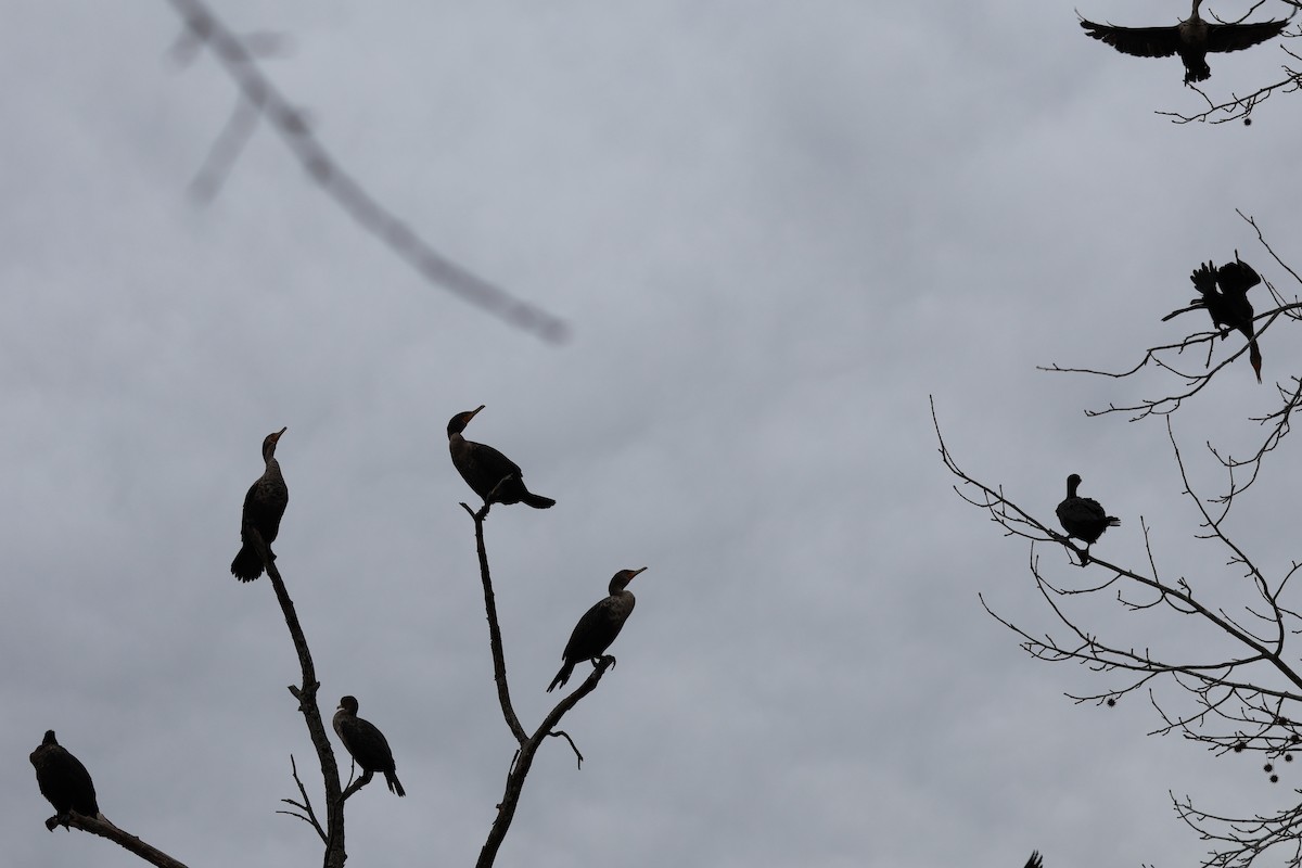 totoppskarv - ML647566088