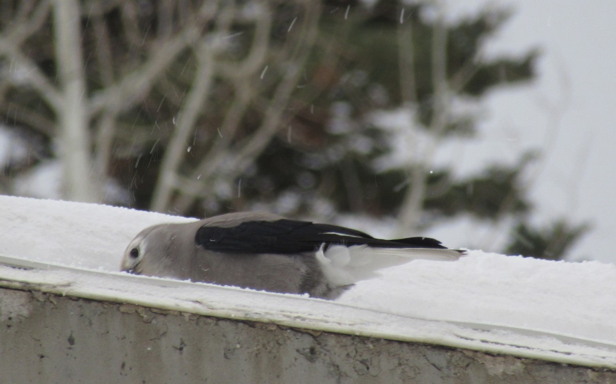 Kiefernhäher - ML647566092