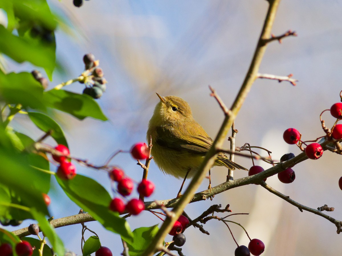 Zilpzalp - ML647566096