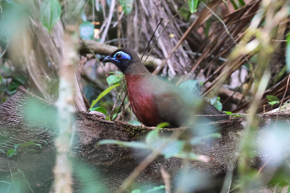 Rotbrust-Seidenkuckuck - ML647566098