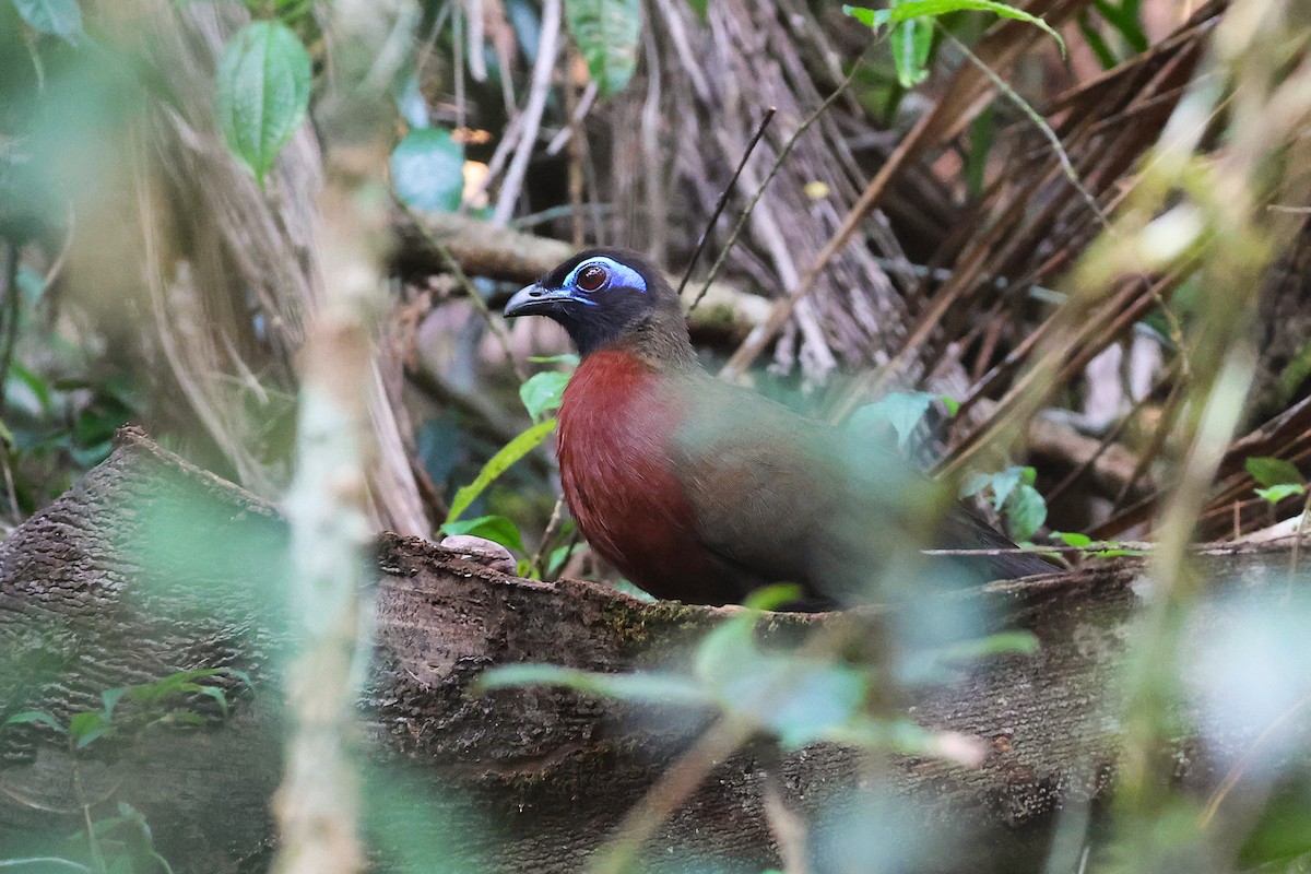 Rotbrust-Seidenkuckuck - ML647566099