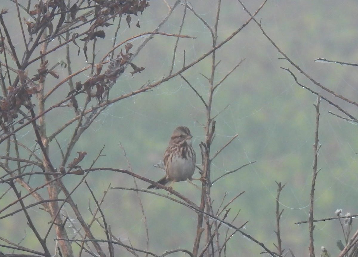 Singammer - ML647566100