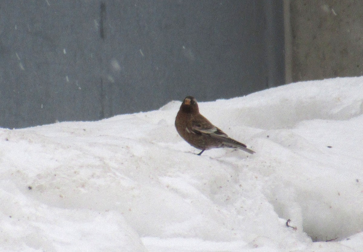 Schwarzstirn-Schneegimpel - ML647566103