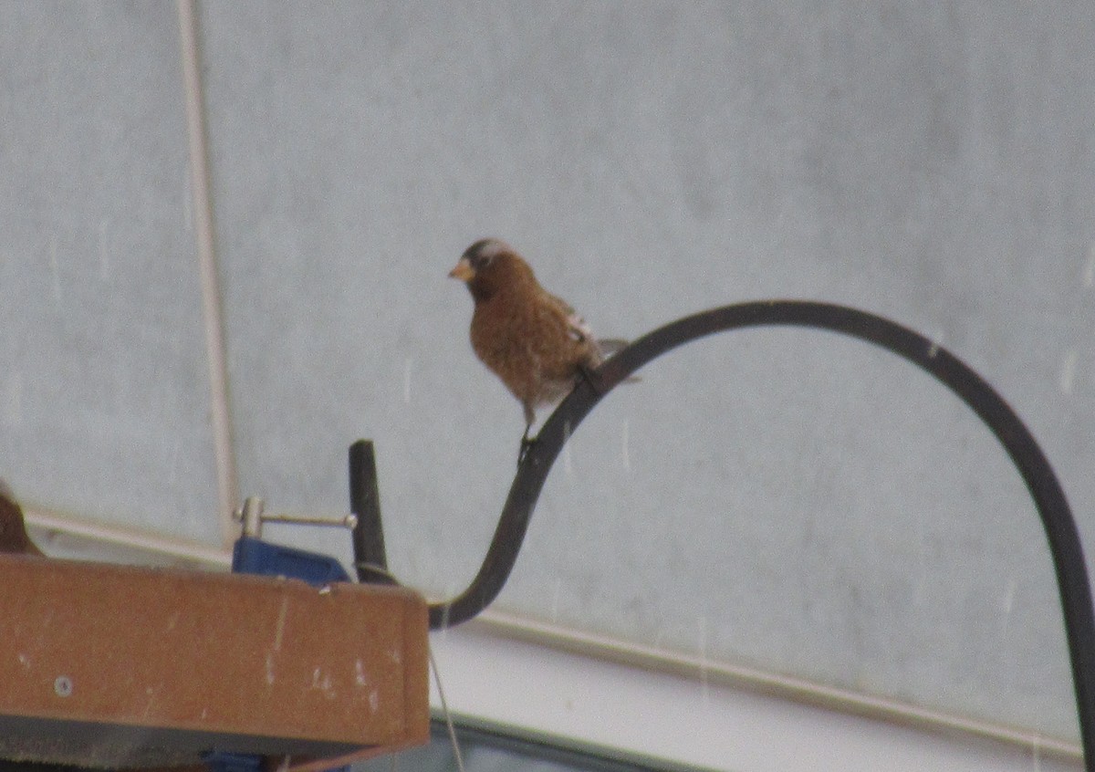 Schwarzstirn-Schneegimpel - ML647566104