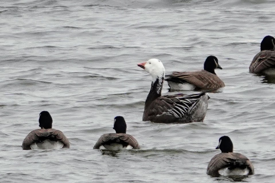 Schneegans - ML647566105