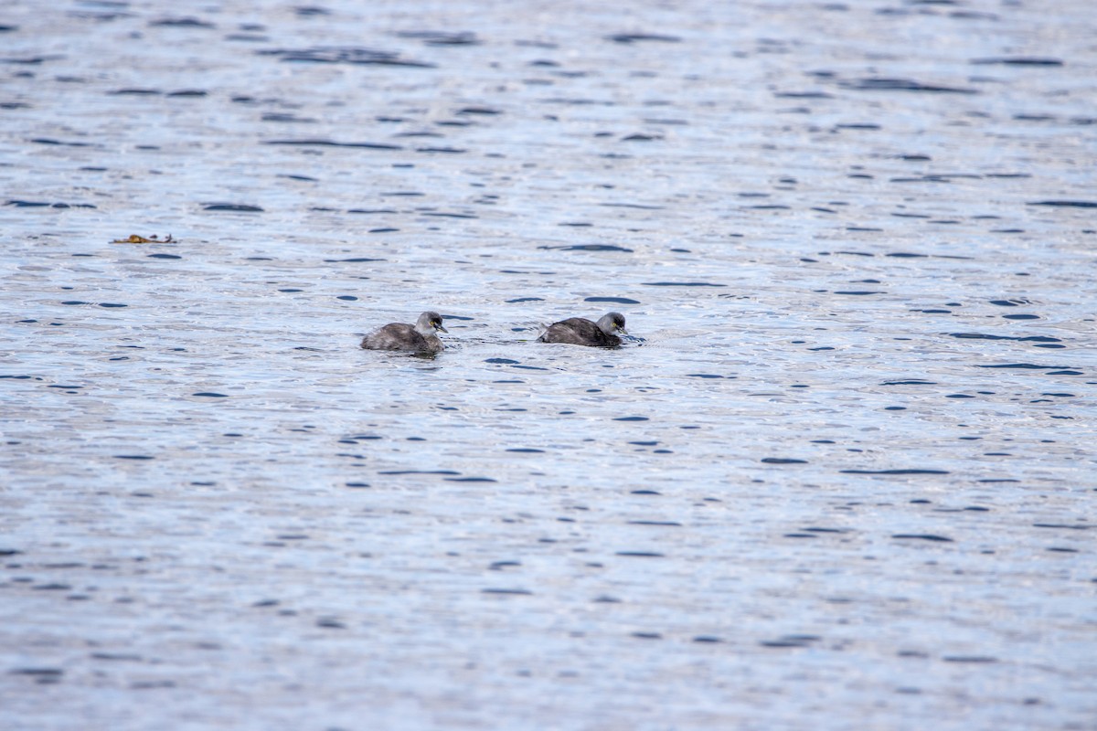 Schwarzkopf-Zwergtaucher - ML647566106