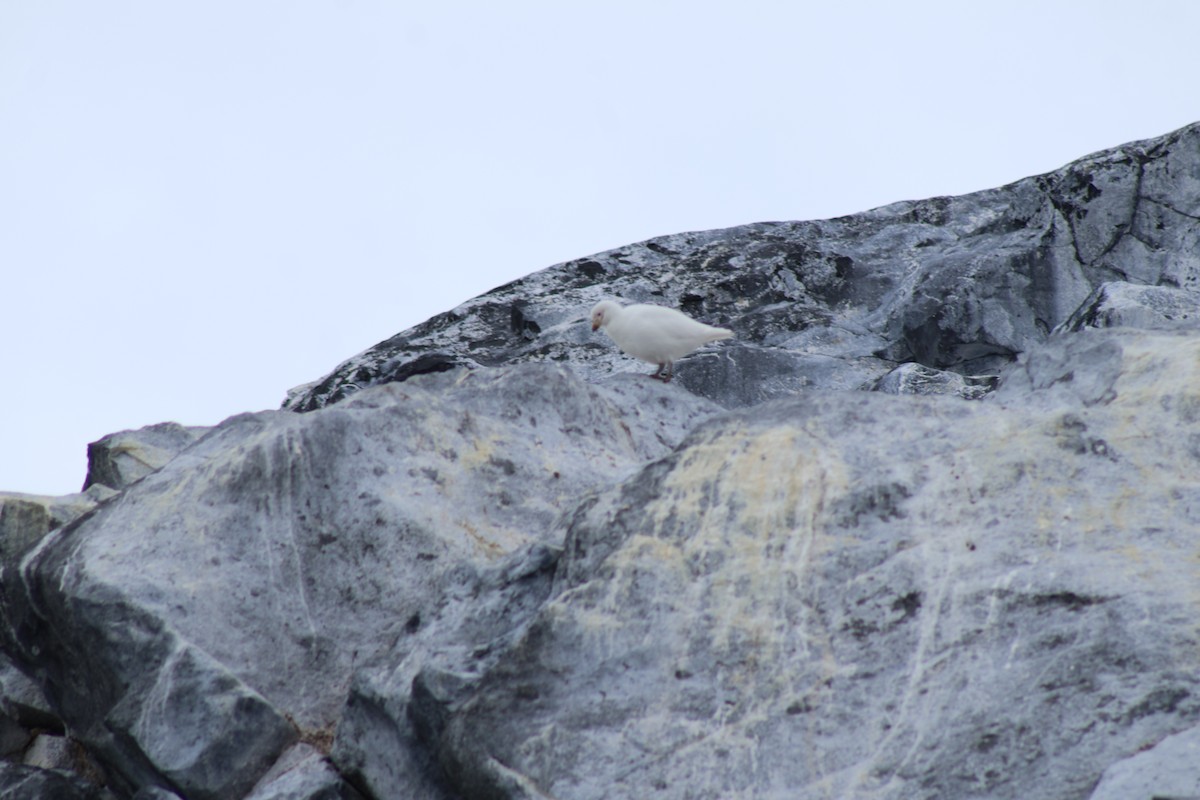 Snowy Sheathbill - ML647566107